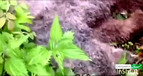 ببینید | خرس‌ کشی در جنگل