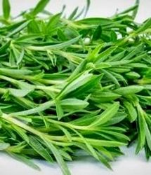 مرزه؛ سلطان گیاهان دارویی: از تقویت قوای جنسی تا پیشگیری از سرطان
