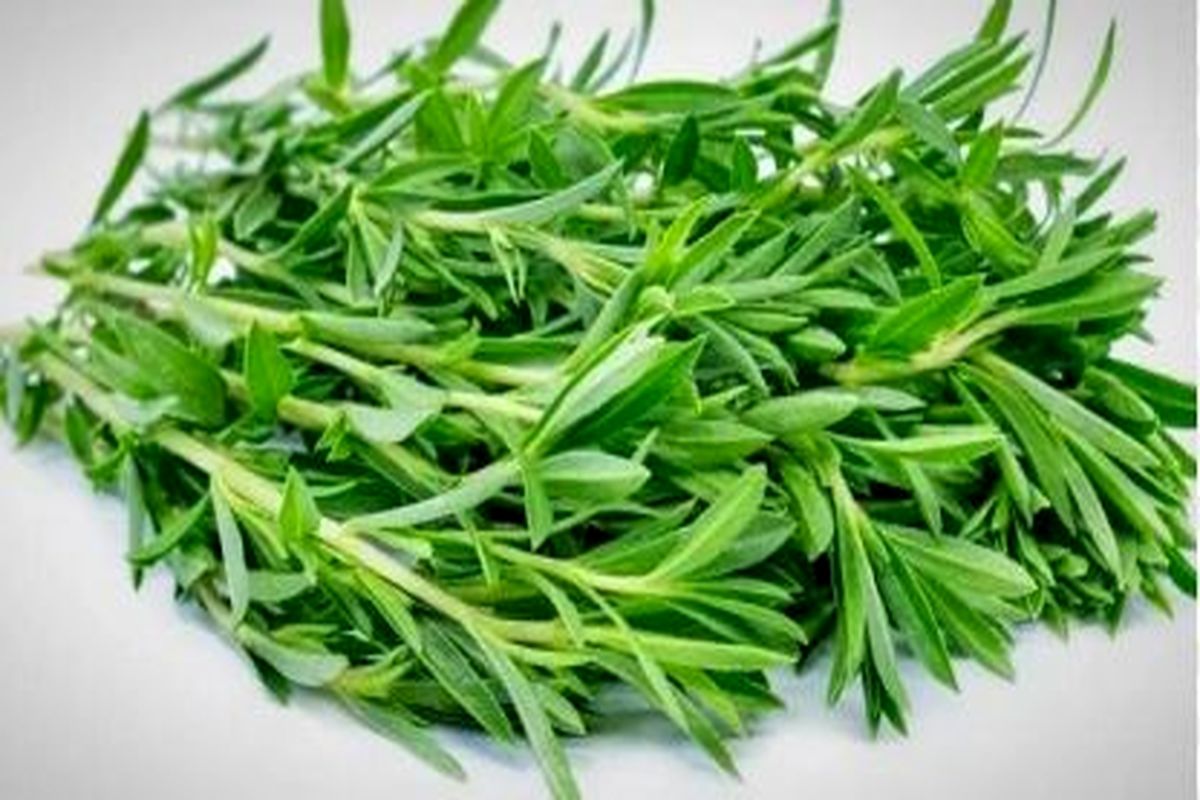 مرزه؛ سلطان گیاهان دارویی: از تقویت قوای جنسی تا پیشگیری از سرطان