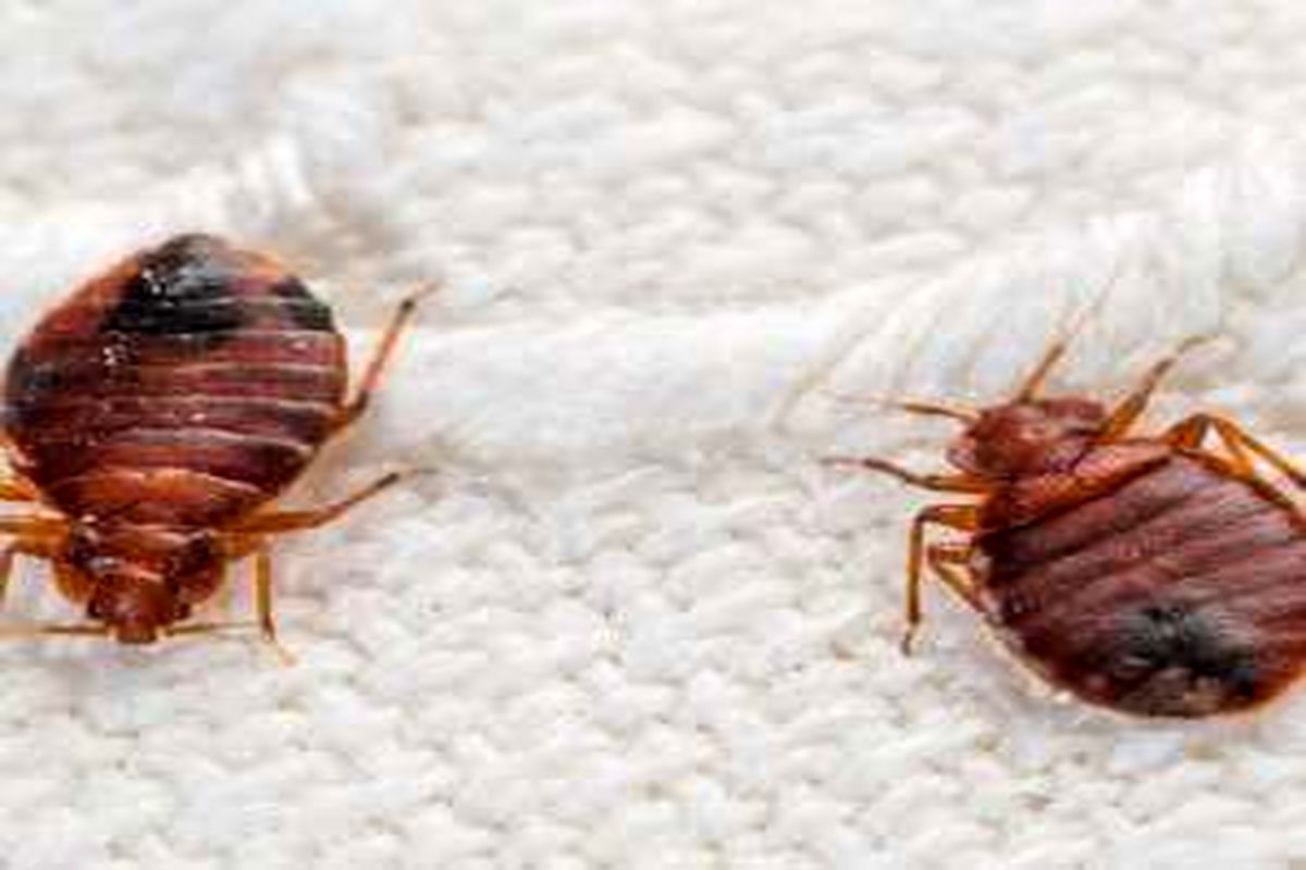 قوی ترین راه دور کردن حشرات موذی از رختخواب | چگونه از حشرات موذی تخت خوابی جلوگیری کنیم؟

