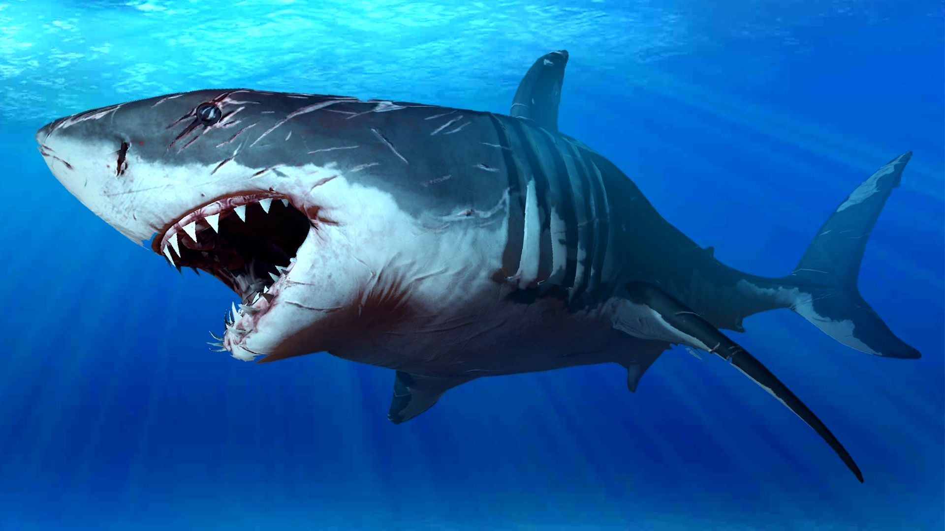 ویدئو | حیات وحش | سطح بالای تولید مثل در کوسه ماهی‌ها!