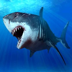 ویدئو | حیات وحش | سطح بالای تولید مثل در کوسه ماهی‌ها!