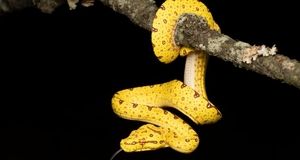 ویدئو | مار پیتون در کمین آقای ماجراجو!