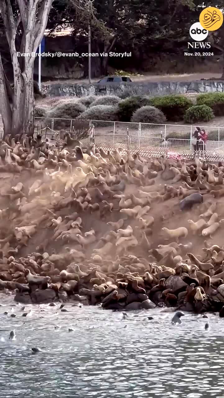 ببینید | بهمن حیوانی!