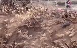 ببینید | بهمن حیوانی!