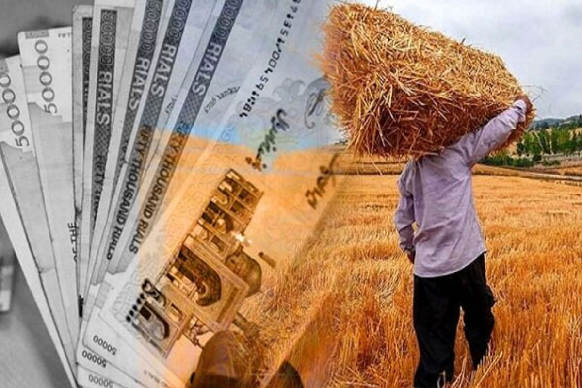 واریز تدریجی مطالبات جدید گندم‌کاران از امروز تا ۲۵ مردادماه