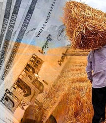 آغاز پرداخت بدهی دولت به گندمکاران از امروز