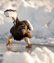 حیات وحش | شکار از دست شکارچی فرار می‌کند